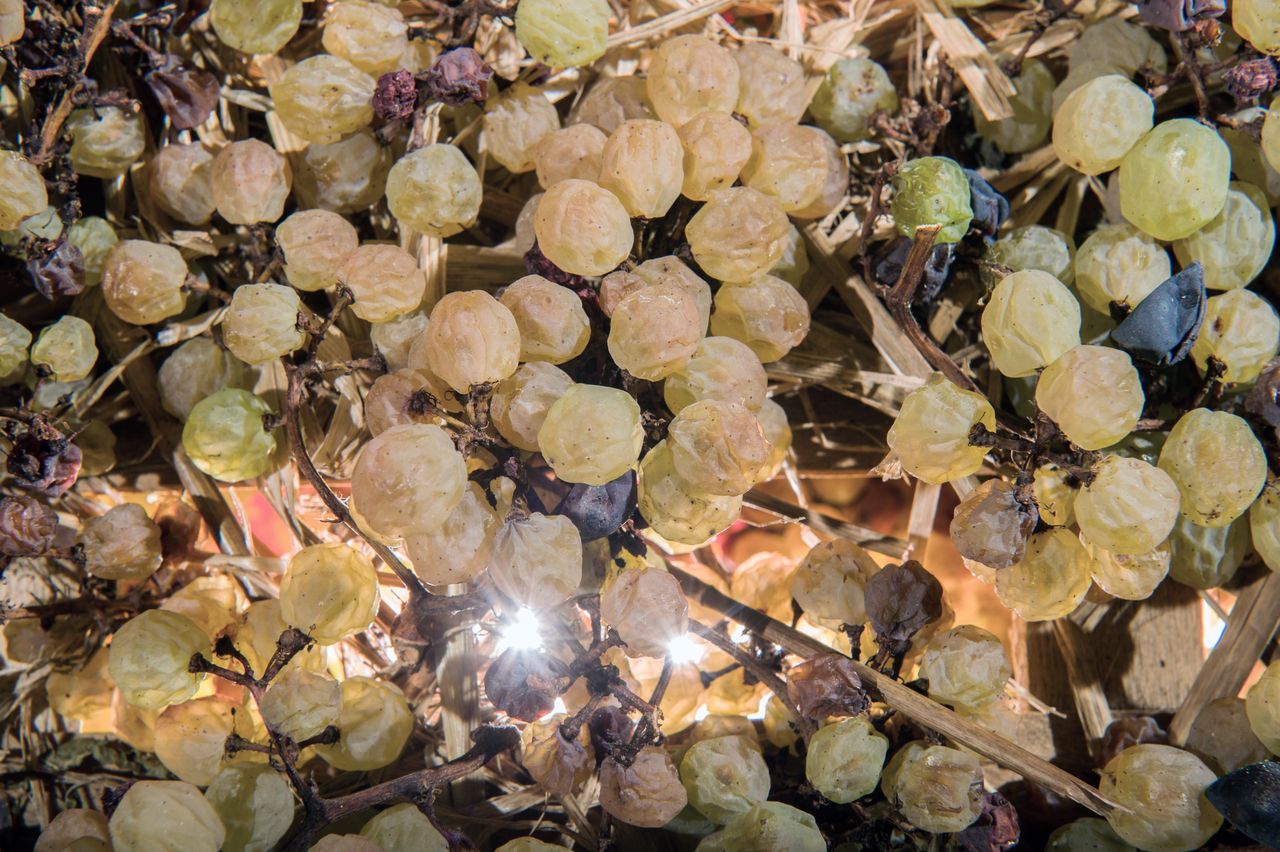 Vignoble Technique Vin de paille VDP-0022